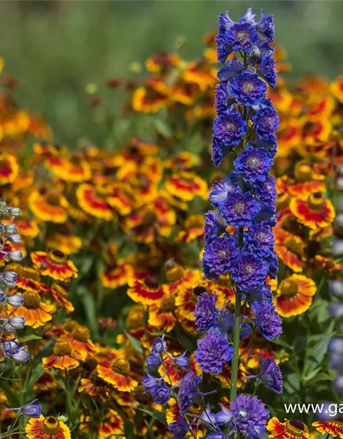 Delphinium Highlander 'Sweet Sensation' -R-