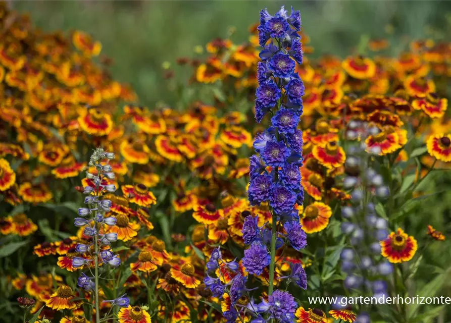 Delphinium Highlander 'Sweet Sensation' -R-