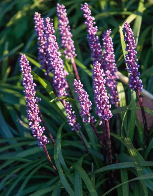 Garten-Glöckchentraube 'Ingwersen'