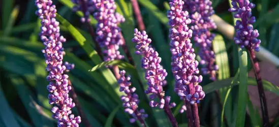 Garten-Glöckchentraube 'Ingwersen'