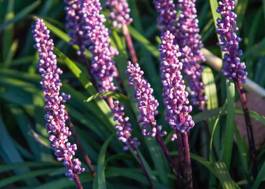 Garten-Glöckchentraube 'Ingwersen'