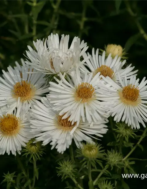 Garten-Raublatt-Aster 'Herbstschnee'