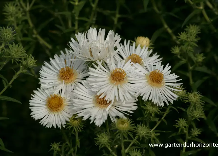 Garten-Raublatt-Aster 'Herbstschnee'