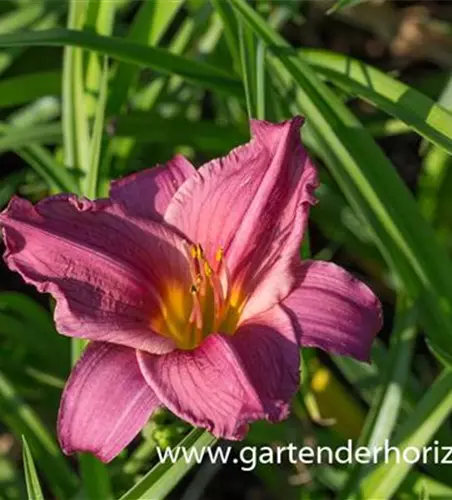 Garten-Taglilie 'Summer Wine'