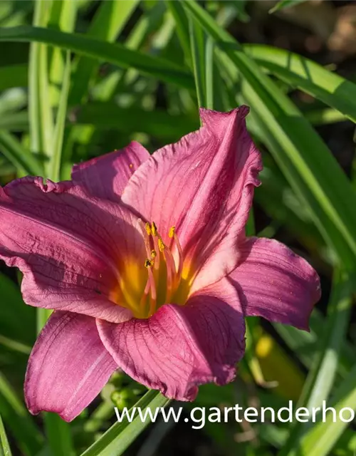 Garten-Taglilie 'Summer Wine'