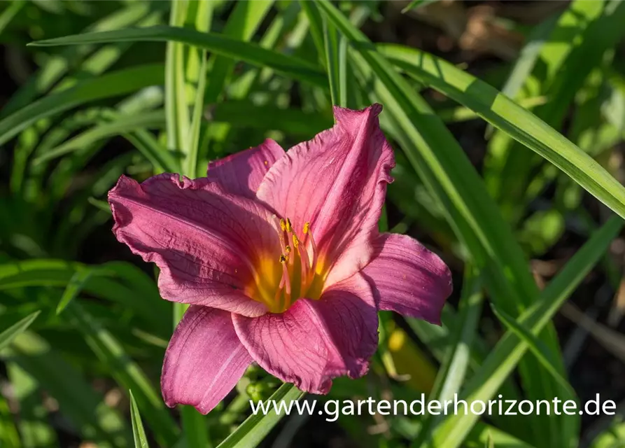 Garten-Taglilie 'Summer Wine'