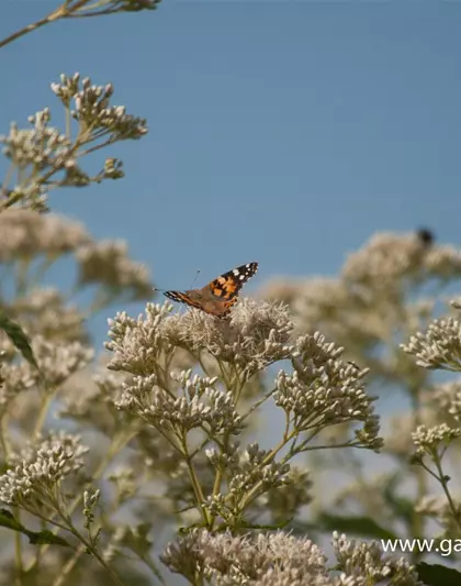 Eupatorium fistulosum 'Album'