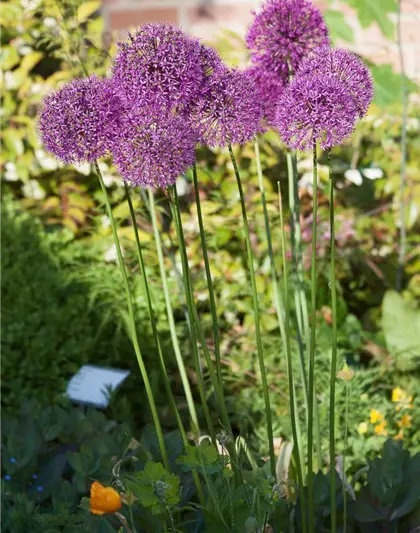 Garten-Kugel-Lauch 'Purple Sensation'