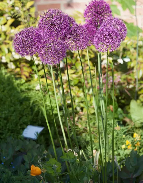 Garten-Kugel-Lauch 'Purple Sensation'