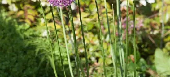 Garten-Kugel-Lauch 'Purple Sensation'