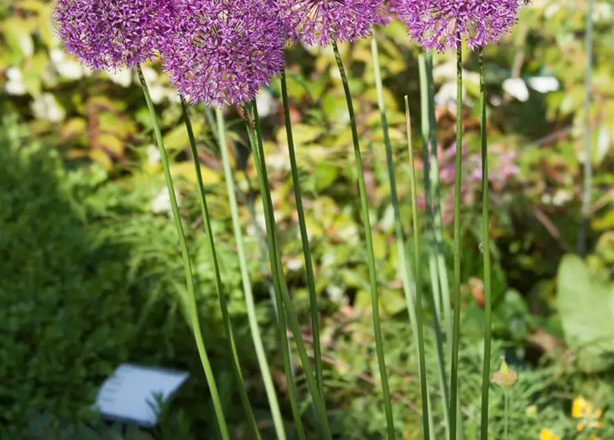 Garten-Kugel-Lauch 'Purple Sensation'