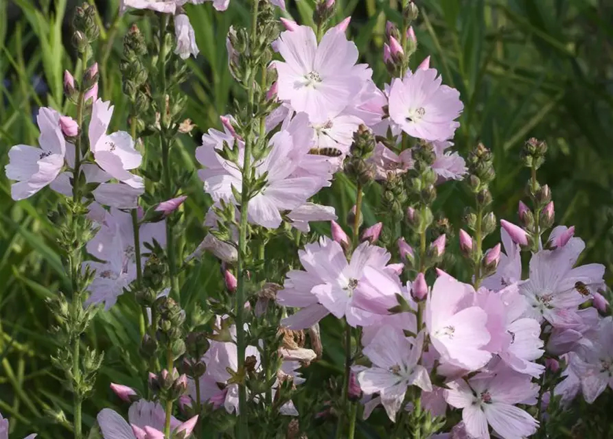 Garten-Schmuckmalve 'Elsie Heugh'