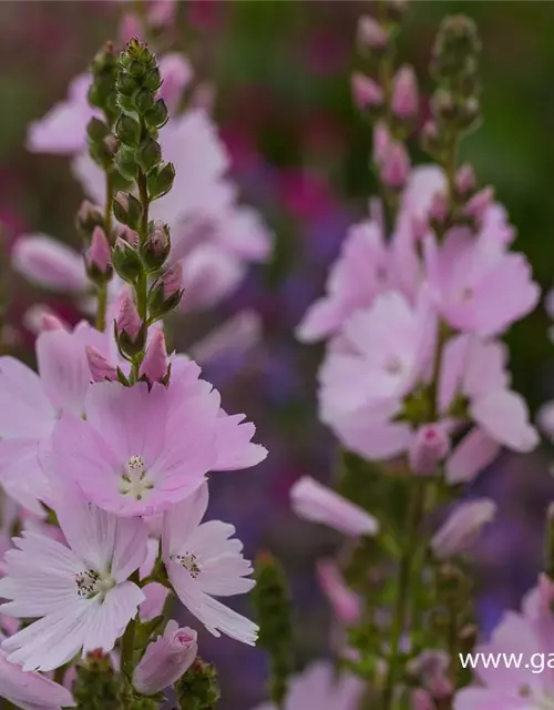 Garten-Schmuckmalve 'Elsie Heugh'