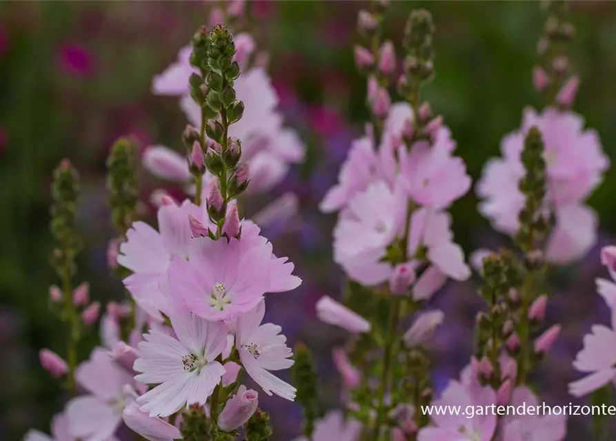 Garten-Schmuckmalve 'Elsie Heugh'