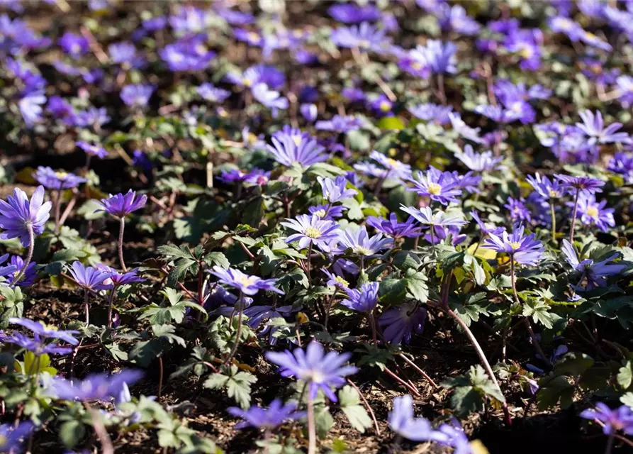 Garten-Strahlen-Windröschen 'Blue Shades'