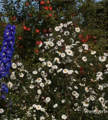 Garten-Glattblatt-Aster 'Schneekuppe'