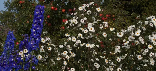 Garten-Glattblatt-Aster 'Schneekuppe'