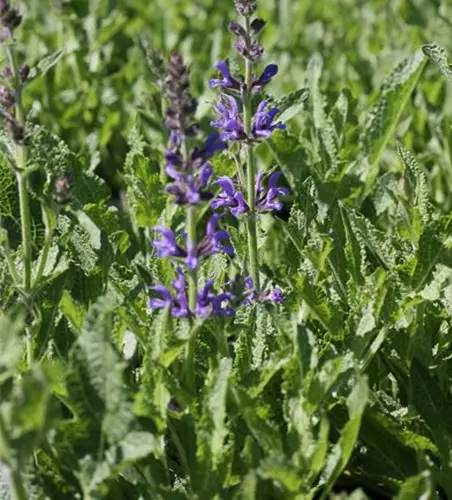 Garten-Blüten-Salbei 'Rügen'