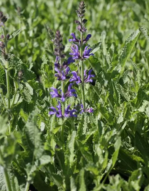 Garten-Blüten-Salbei 'Rügen'