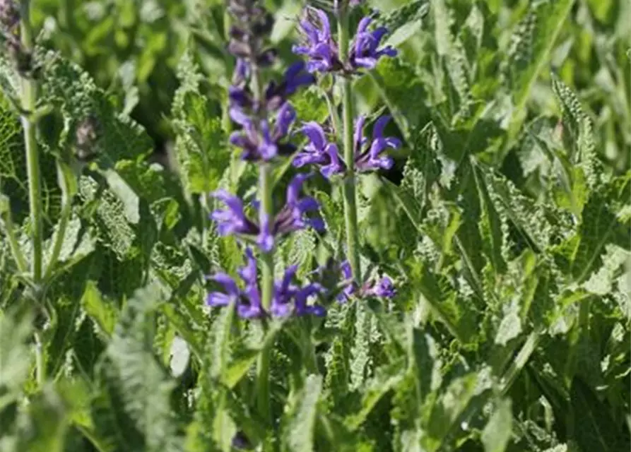 Garten-Blüten-Salbei 'Rügen'