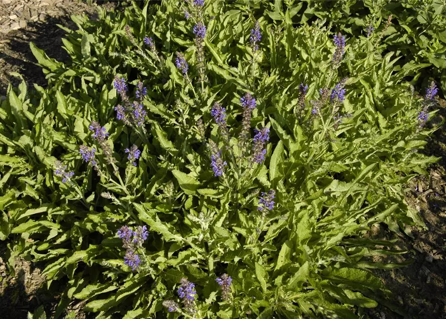 Garten-Blüten-Salbei 'Rügen'