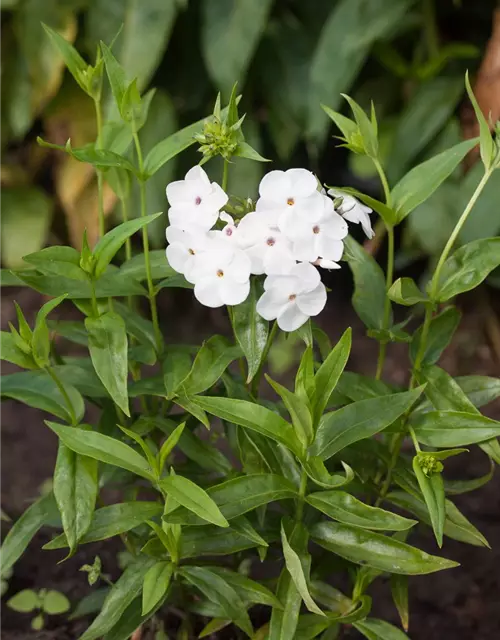 Garten-Flammenblume 'Minnie Pearl'