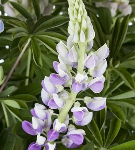 Garten-Lupine 'Nanus Gallery Blue Shades'