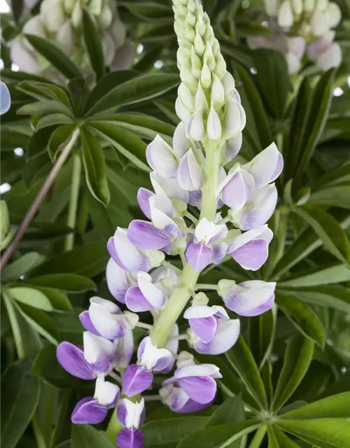 Garten-Lupine 'Nanus Gallery Blue Shades'