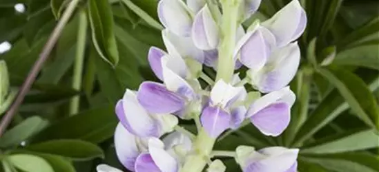 Garten-Lupine 'Nanus Gallery Blue Shades'