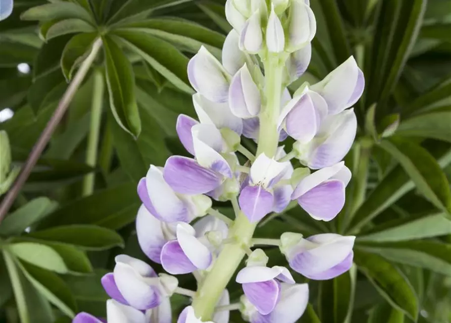 Garten-Lupine 'Nanus Gallery Blue Shades'