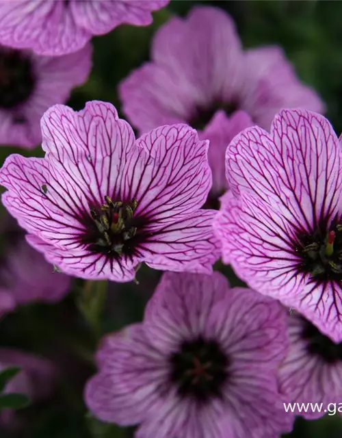 Geranium cinereum 'Ballerina'