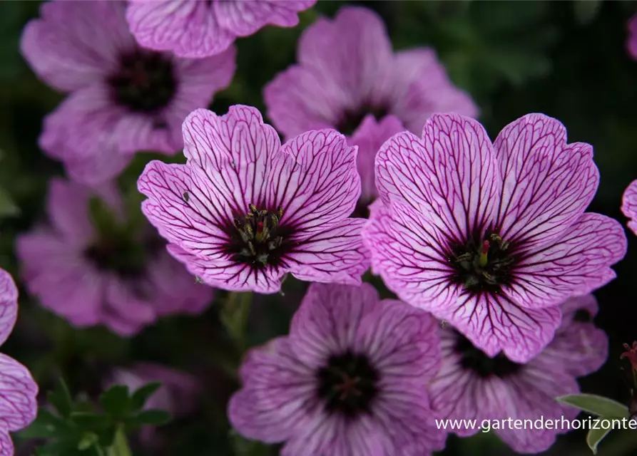 Geranium cinereum 'Ballerina'