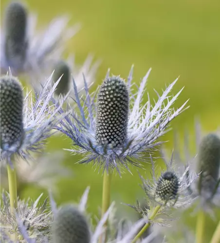 Garten-Mannstreu 'Blue Star'