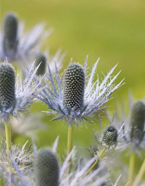 Garten-Mannstreu 'Blue Star'