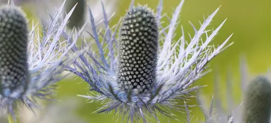 Garten-Mannstreu 'Blue Star'