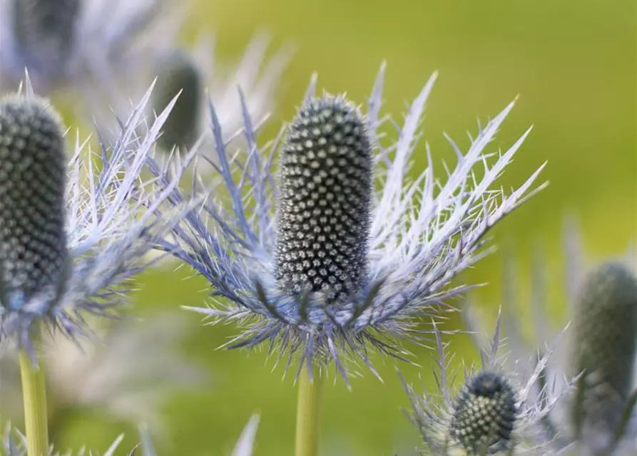 Garten-Mannstreu 'Blue Star'