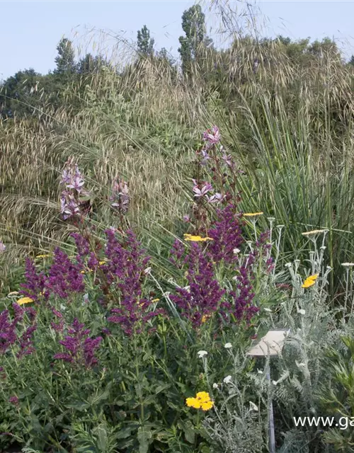 Blüten-Salbei