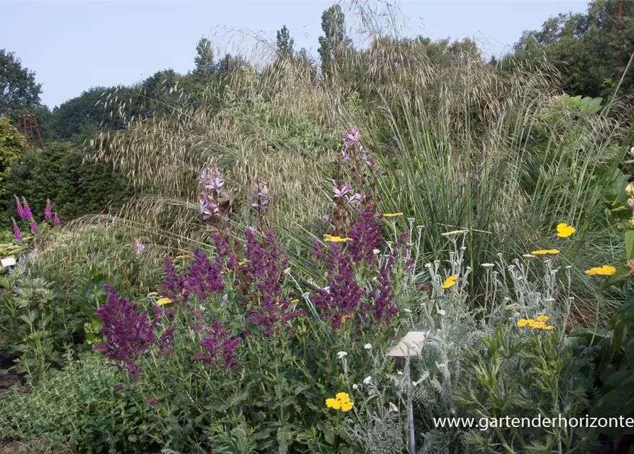 Blüten-Salbei