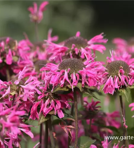 Garten-Indianernessel 'Marshall´s Delight'