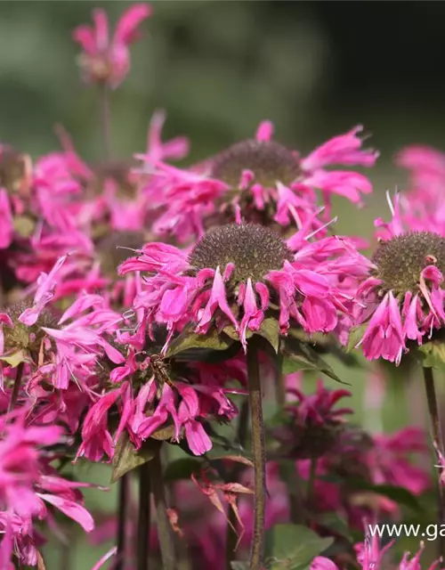 Garten-Indianernessel 'Marshall´s Delight'