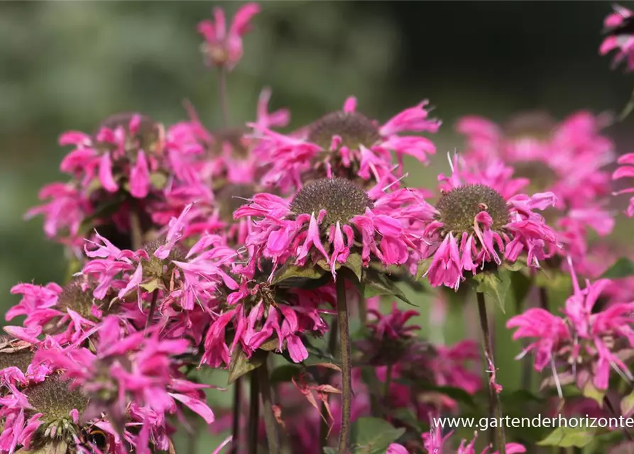 Garten-Indianernessel 'Marshall´s Delight'