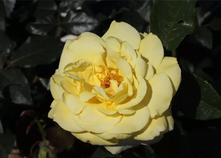 Edelrose 'Limona'®