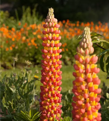 Garten-Lupine 'Gladiator'