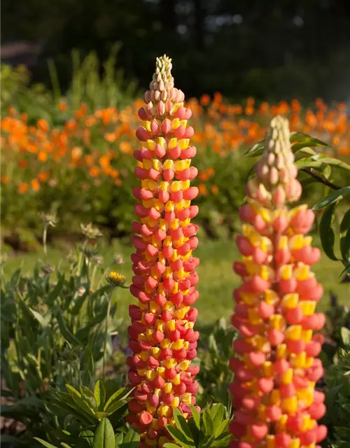 Garten-Lupine 'Gladiator'