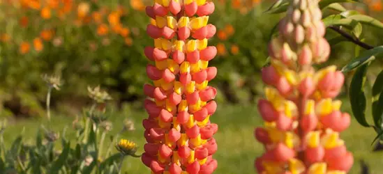 Garten-Lupine 'Gladiator'