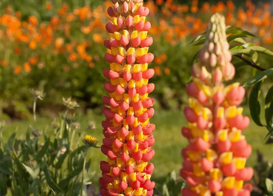 Garten-Lupine 'Gladiator'