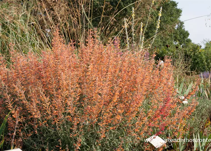 Garten-Duftnessel 'Firebird'