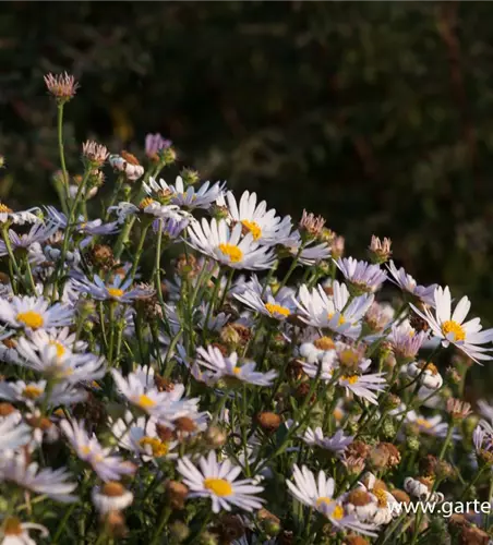 Garten-Schönaster 'Madiva'