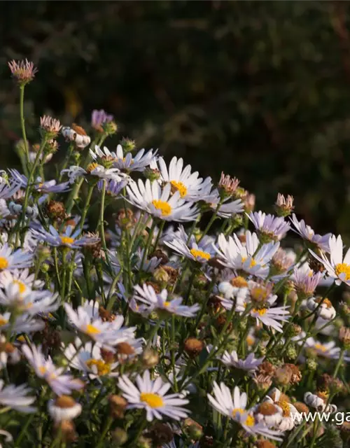 Garten-Schönaster 'Madiva'