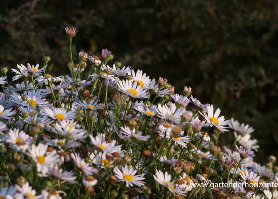 Garten-Schönaster 'Madiva'